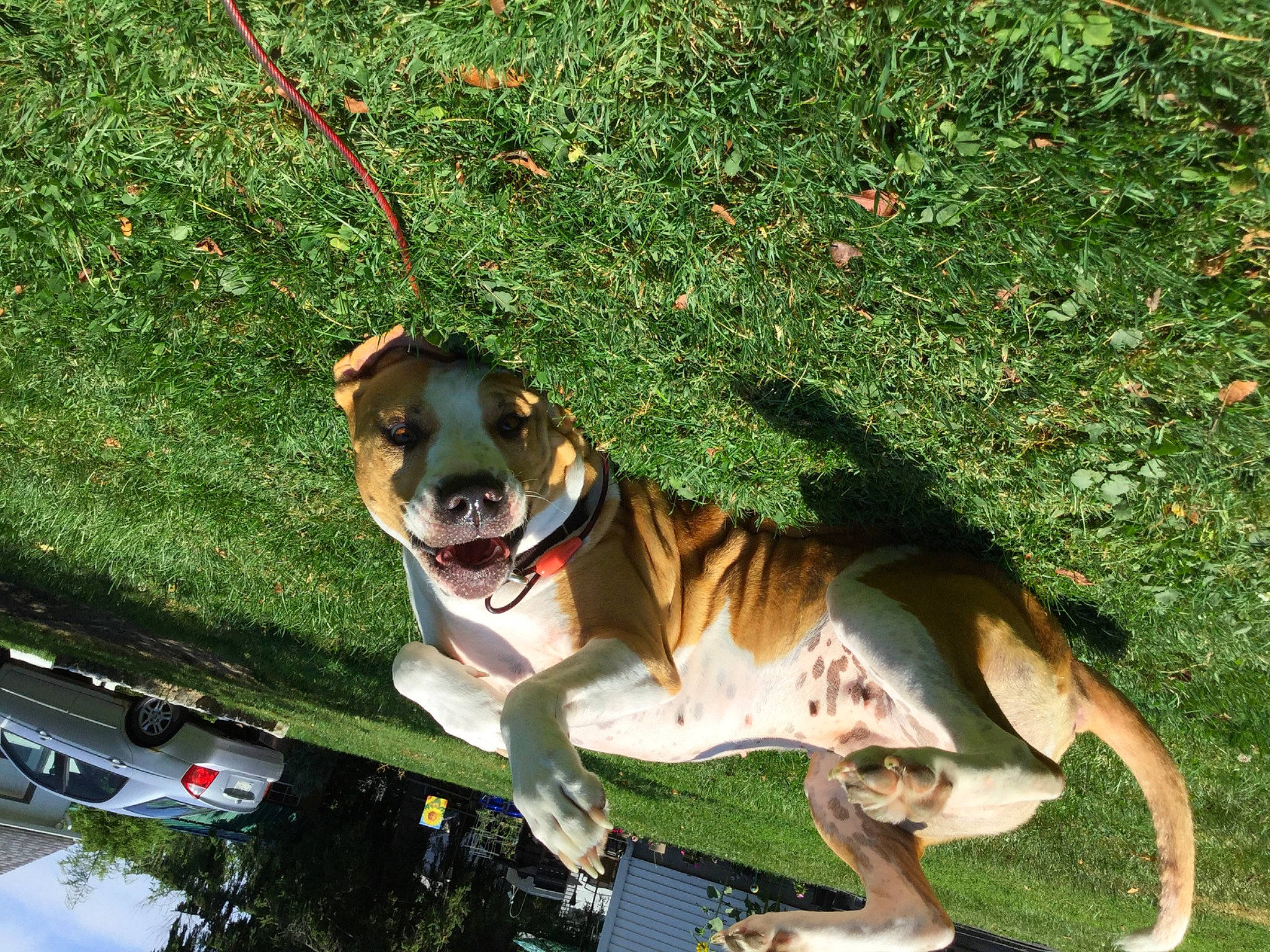 Nalani joined the competition — help win amazing prizes! automotive_exterior, canidae, carnivore, collar, companion_dog, dog, dog_breed, dog_collar, dog_supply, fawn, grass, groundcover, leash, leisure, pet_supply, plant, recreation, snout, sporting_group, tail