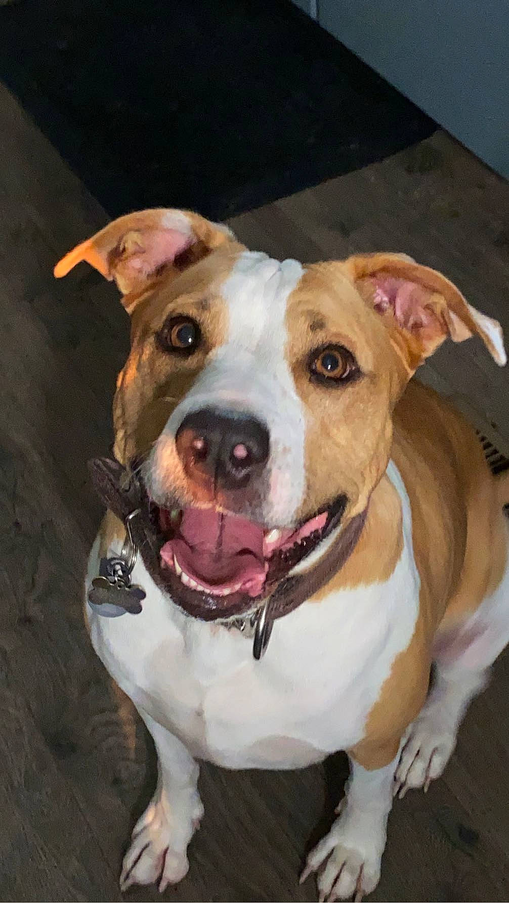 Nalani joined the competition — help win amazing prizes! canidae, carnivore, collar, companion_dog, dog, dog_breed, dog_collar, fawn, fur, leash, non_sporting_group, pet_supply, snout, sporting_group, tableware, whiskers, working_animal, working_dog