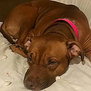Asia Marie joined the competition — help win amazing prizes! animal, blanket, brown_dog, canine, closeup, collar, companion, cute, dog, domestic_animal, ears, fur, indoors, pet, pink_collar, portrait, relaxed, resting, sleeping, white_blanket