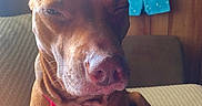 Asia Marie is registered to the contest to win money with this photo: blue_shorts, brown_fur, closeup, clothing, collar, couch, dog, furniture, hanging, indoor, pet, pineapple, pink, portrait, relaxed, squinting, summer, sunlight, tag, wall