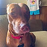 blue_shorts, brown_fur, closeup, clothing, collar, couch, dog, furniture, hanging, indoor, pet, pineapple, pink, portrait, relaxed, squinting, summer, sunlight, tag, wall