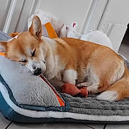 Voltaire participe au concours pour gagner de l'argent avec cette photo : corgi, dog, sleeping, pet_bed, indoor, plush_toy, floor_tiles, resting, canine, fur, ears, nose, tail, cozy, domestic_animal, quiet, cute, animal, relaxation, comfort