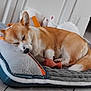 corgi, dog, sleeping, pet_bed, indoor, plush_toy, floor_tiles, resting, canine, fur, ears, nose, tail, cozy, domestic_animal, quiet, cute, animal, relaxation, comfort