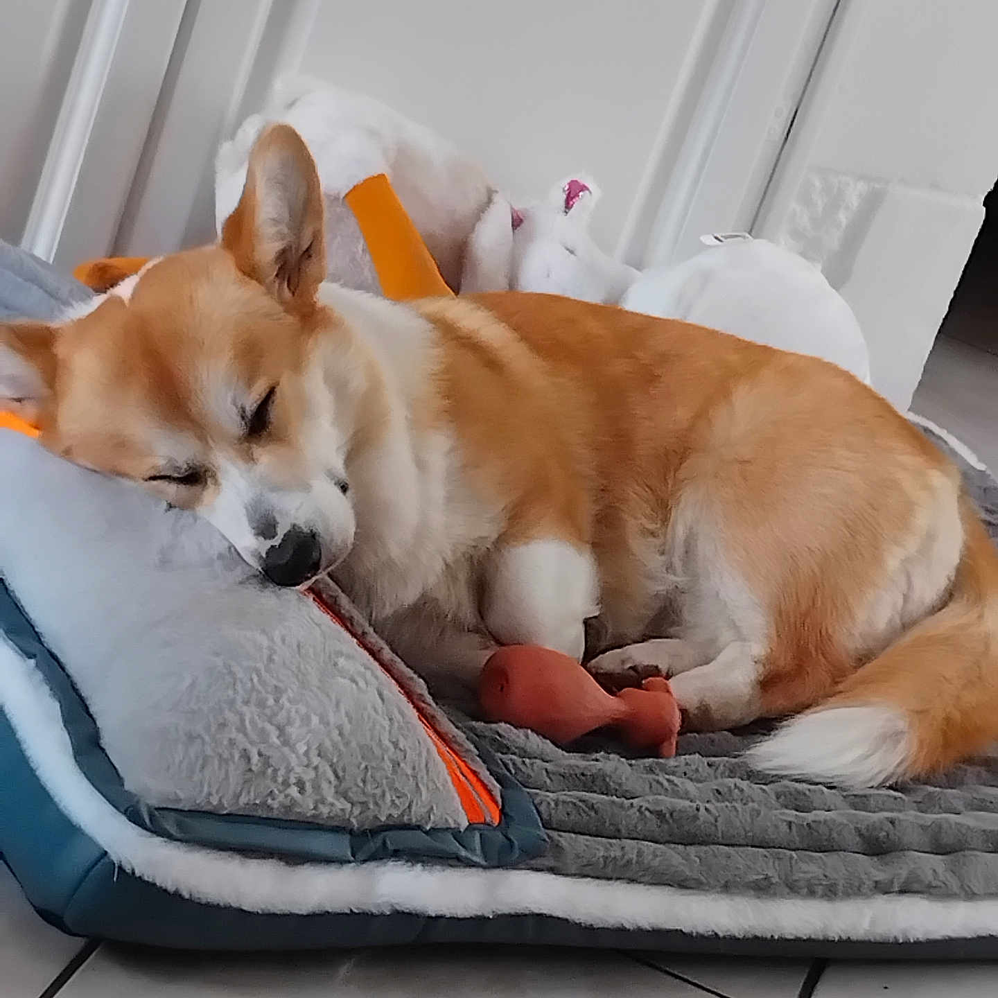 Voltaire participe au concours pour gagner de l'argent avec cette photo : animal, canine, comfort, corgi, cozy, cute, dog, domestic_animal, ears, floor_tiles, fur, indoor, nose, pet_bed, plush_toy, quiet, relaxation, resting, sleeping, tail