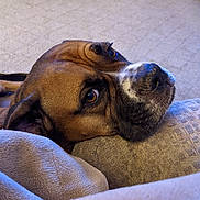 Nala is registered to the contest to win money with this photo: dog, pet, brown, white, face, eyes, nose, blanket, cushion, indoor, resting, closeup, fur, snout, cozy, texture, animal, portrait, relaxed, home