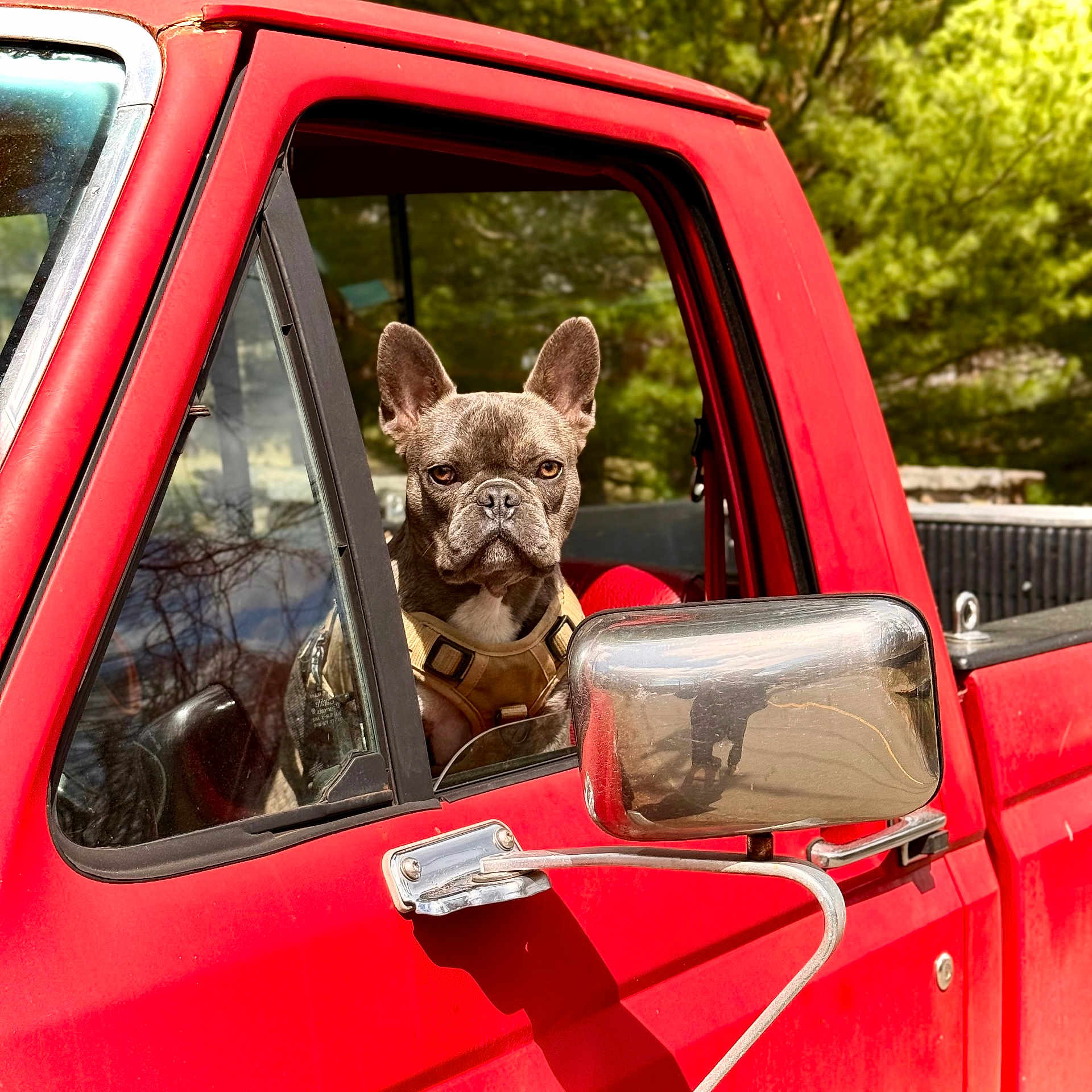 Mowgli is registered to the contest to win money with this photo: dog, french_bulldog, vehicle, truck, red, window, side_mirror, outdoor, daylight, pet, animal, seat, reflection, nature, trees, parked_vehicle, canine, portrait, looking, harness