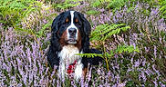 Hades participe au concours pour gagner de l'argent avec cette photo : animal, bernese_mountain_dog, bush, canine, dog, fern, flora, flower, forest, greenery, leaf, nature, outdoor, pet, purple_flower, scenery, sitting, sunlight, tree, wildlife