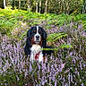 animal, bernese_mountain_dog, bush, canine, dog, fern, flora, flower, forest, greenery, leaf, nature, outdoor, pet, purple_flower, scenery, sitting, sunlight, tree, wildlife
