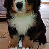 Hades participe au concours pour gagner de l'argent avec cette photo : animal, bernese_mountain_dog, black, brown, cabinet, cute, dog, domestic, floor, fluffy, fur, furniture, indoor, paw, pet, puppy, sitting, tile, white, young