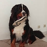 Hades participe au concours pour gagner de l'argent avec cette photo : animal, bernese_mountain_dog, black_fur, brown_fur, canine, cute, dog, dog_bed, domestic_animal, floor, fluffy, indoor, muzzle, paw, pet, shoe, sneaker, tail, wall, white_fur