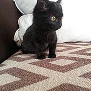 Romy a rejoint le concours — aidez-le/la à gagner de superbes lots !