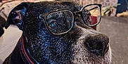 Lorko participe au concours pour gagner de l'argent avec cette photo : dog, glasses, indoor, plant, person, cup, furniture, table, collar, black_dog, white_dog, face, closeup, pet, domestic_animal, home, decor, seated, curious, portrait