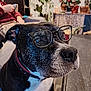 dog, glasses, indoor, plant, person, cup, furniture, table, collar, black_dog, white_dog, face, closeup, pet, domestic_animal, home, decor, seated, curious, portrait