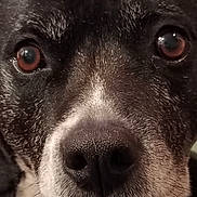 Lorko participe au concours pour gagner de l'argent avec cette photo : dog, close_up, face, fur, nose, eyes, pet, animal, muzzle, whiskers, black_fur, white_fur, portrait, canine, snout, looking, expression, macro, texture, cute