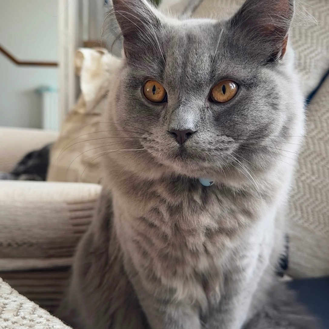 Blue is registered to the contest to win money with this photo: abyssinian, angora, animal, architecture, armchair, building, cat, chair, couch, cushion, egyptiancat, furniture, homedecor, indoors, kitten, livingroom, manx, pet, room, siamese