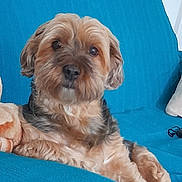 Bella a rejoint le concours — aidez-le/la à gagner de superbes lots ! dog, pet, couch, blue_couch, indoor, relaxed, fluffy, fur, companion, animal, cute, domestic_animal, sitting, looking_at_camera, home, cozy, comfort, friendly, brown_fur, black_nose