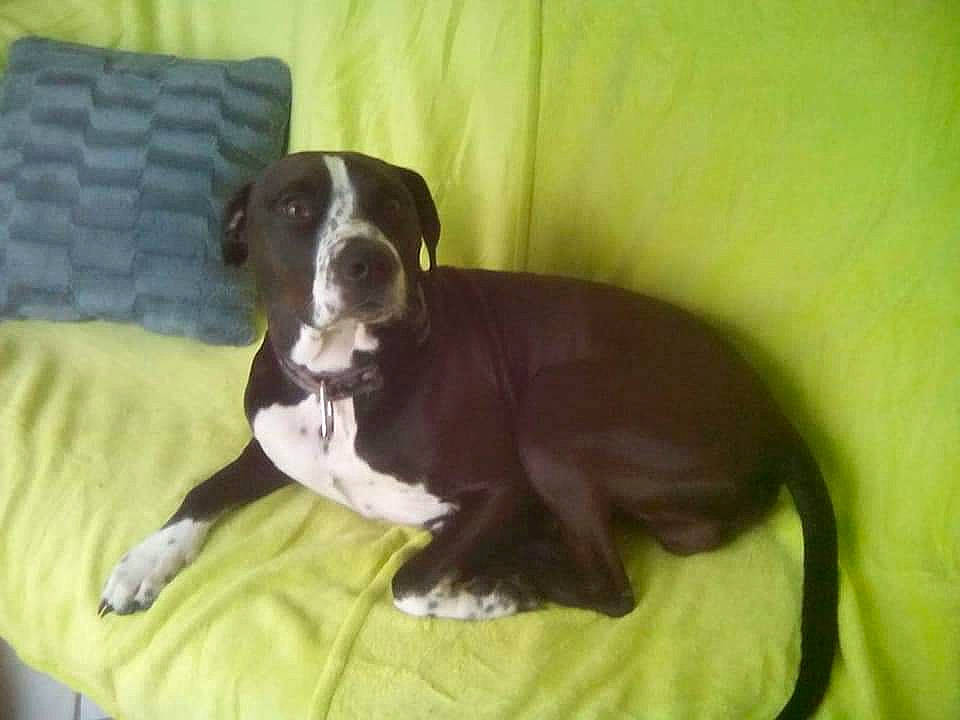 Lucky a rejoint le concours — aidez-le/la à gagner de superbes lots ! animal, blanket, bostonbull, bulldog, canine, cushion, dog, greatdane, homedecor, hound, pet, pointer, puppy