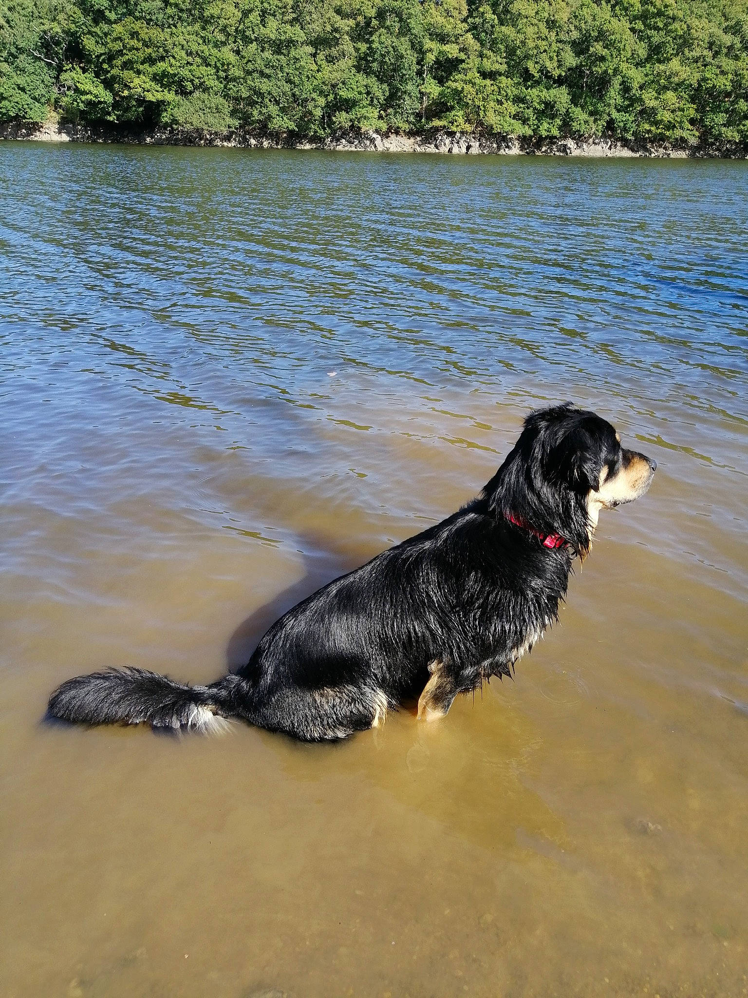 Nanouk participe au concours pour gagner de l'argent avec cette photo : canidae, carnivore, dog, dog_breed, flat_coated_retriever, hunting_dog, river, sporting_group, stabyhoun, tail, vertebrate, water, water_resources