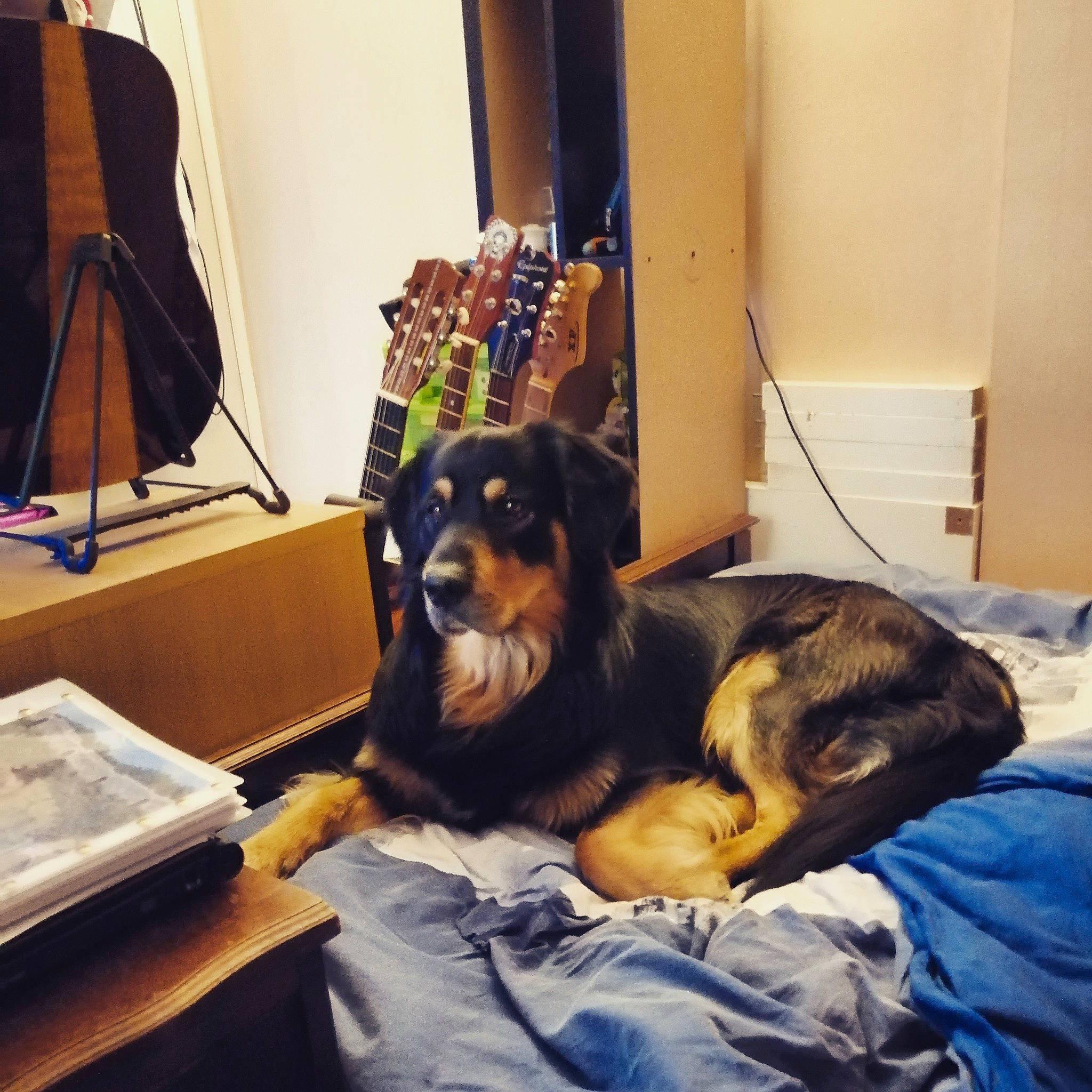 Nanouk participe au concours pour gagner de l'argent avec cette photo : canidae, carnivore, companion_dog, dog, dog_breed, guard_dog, huntaway, mammal, puppy, puppy_love, room, sporting_group, working_dog