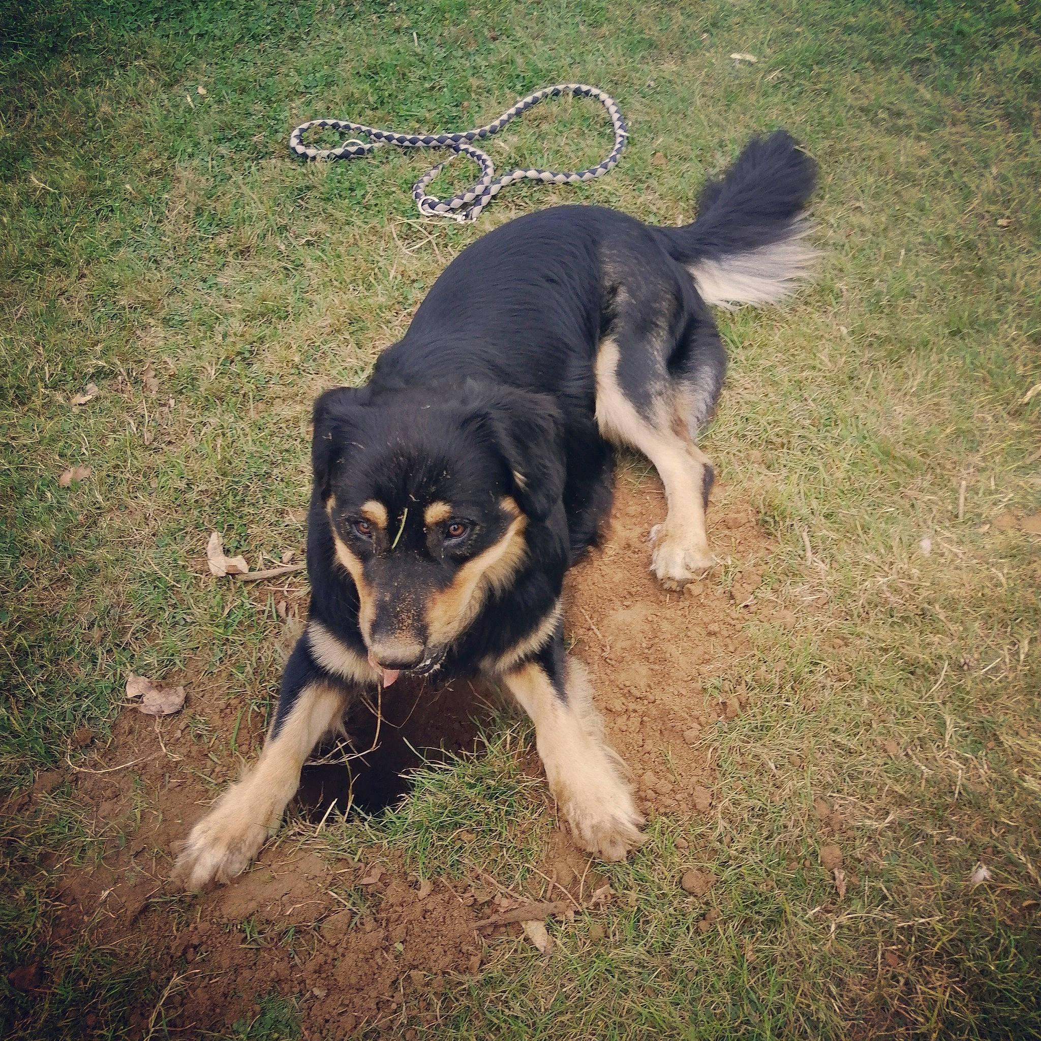 Nanouk a rejoint le concours — aidez-le/la à gagner de superbes lots ! canidae, carnivore, companion_dog, dog, dog_breed, guard_dog, huntaway, mammal, rare_breed_dog, sporting_group, tail, vertebrate, working_dog