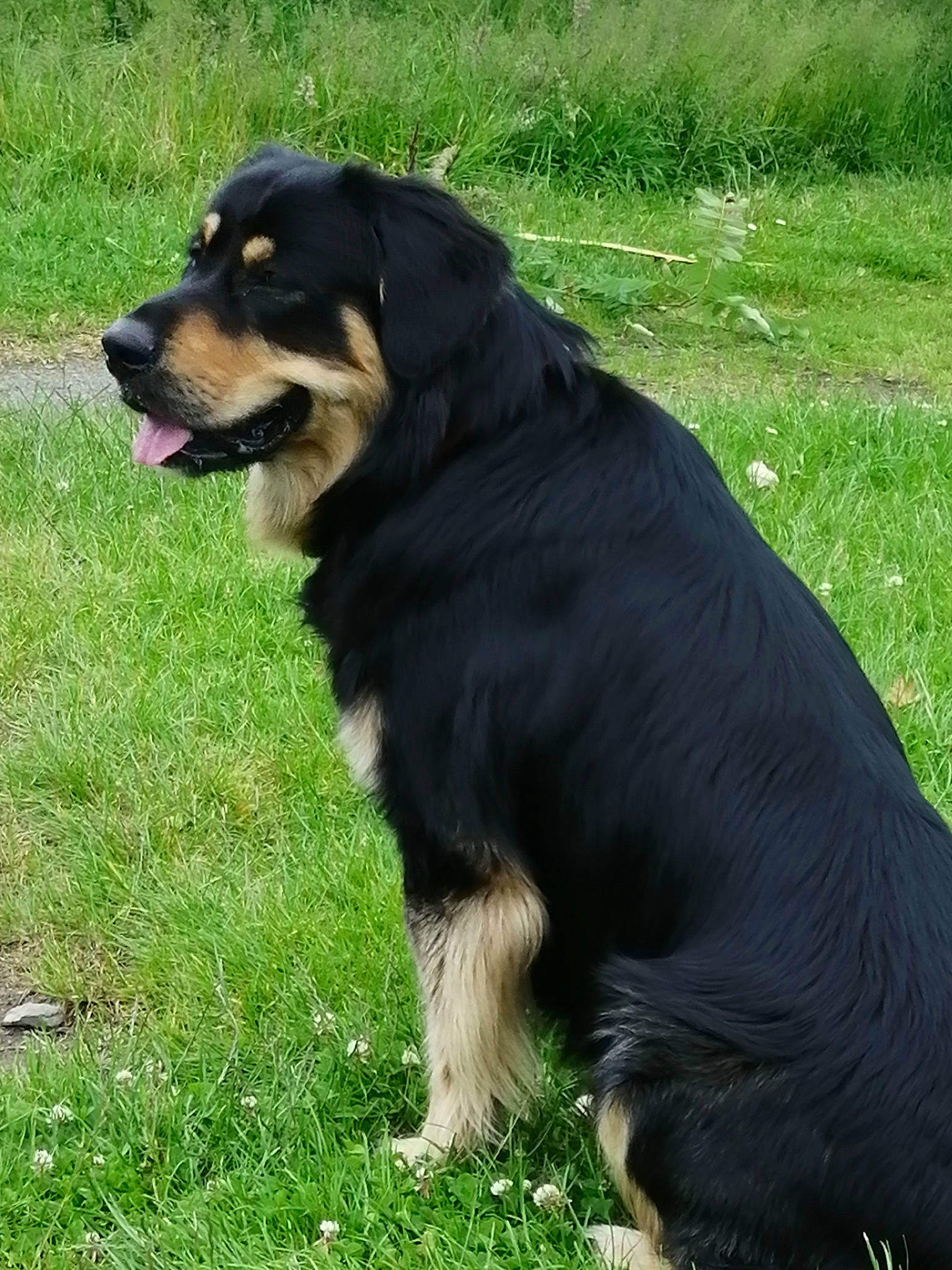 Nanouk participe au concours pour gagner de l'argent avec cette photo : bernese_mountain_dog, canidae, carnivore, companion_dog, dog, dog_breed, english_shepherd, grass, guard_dog, hovawart, huntaway, mammal, plant, rare_breed_dog, small_greek_domestic_dog, snout, sporting_group, vertebrate, working_dog