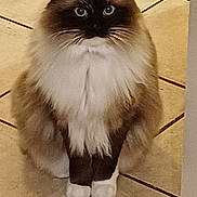 Saphir a rejoint le concours — aidez-le/la à gagner de superbes lots ! animal, black, brown, cat, cute, domestic_cat, eyes, face, feline, fluffy, fur, indoor, looking, paws, pet, portrait, sitting, tile_floor, whiskers, white