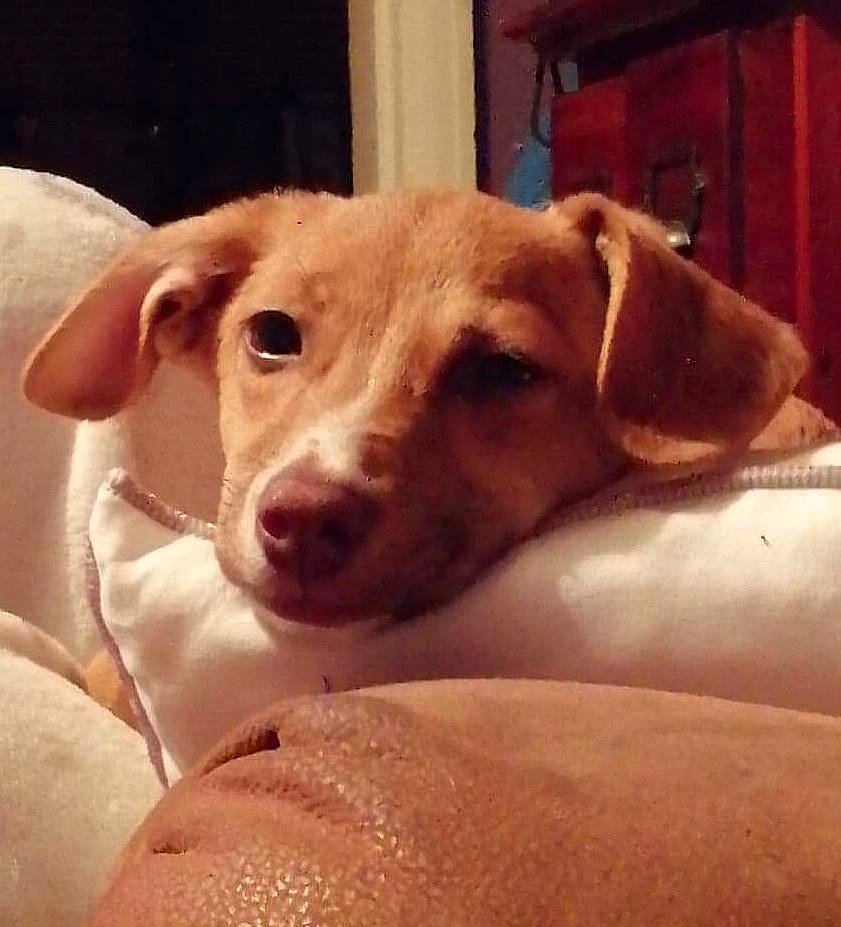 Lilah is registered to the contest to win money with this photo: beagador, canidae, carnivore, dog, dog_breed, ear, eye, fawn, head, hunting_dog, labrador_retriever, mammal, nose, potcake_dog, puppy, retriever, snout, sporting_group, street_dog, whiskers