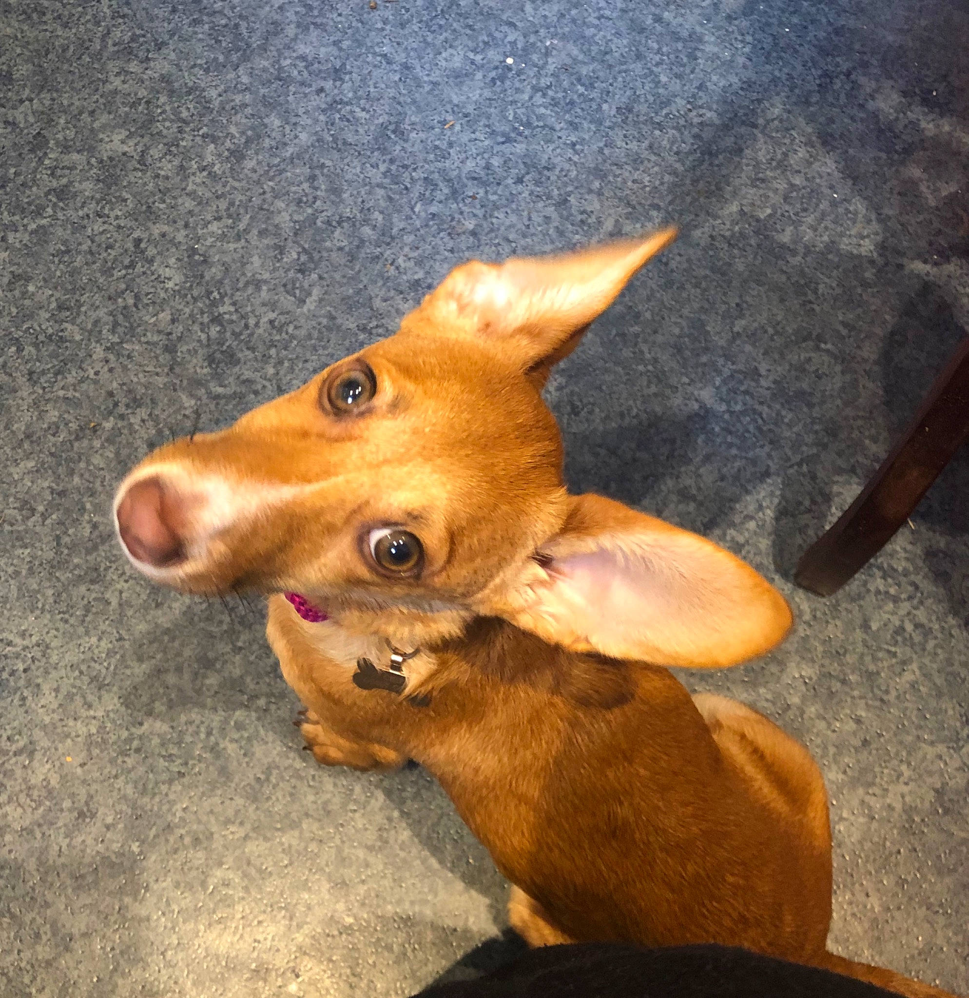 Lilah joined the competition — help win amazing prizes! canidae, carnivore, cirneco_delletna, companion_dog, dog, dog_breed, ear, fawn, hunting_dog, ibizan_hound, mammal, miniature_pinscher, pharaoh_hound, podenco_canario, snout, vertebrate
