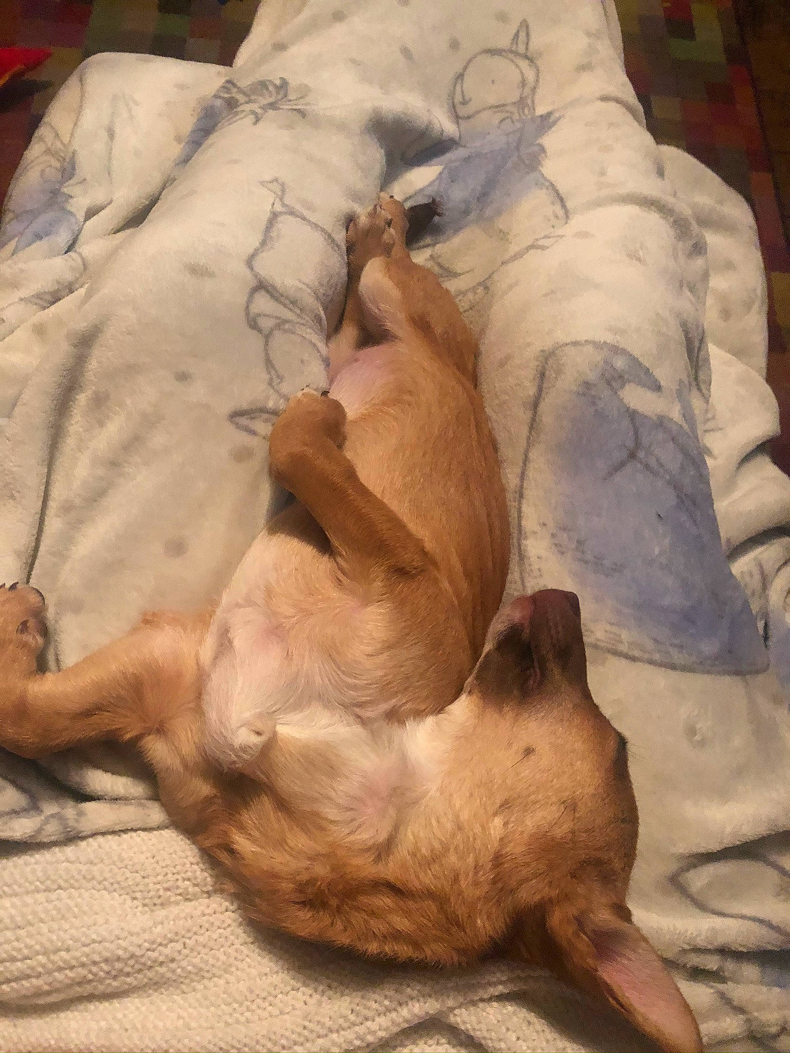 Lilah joined the competition — help win amazing prizes! canidae, carnivore, dog, dog_breed, fawn, sporting_group