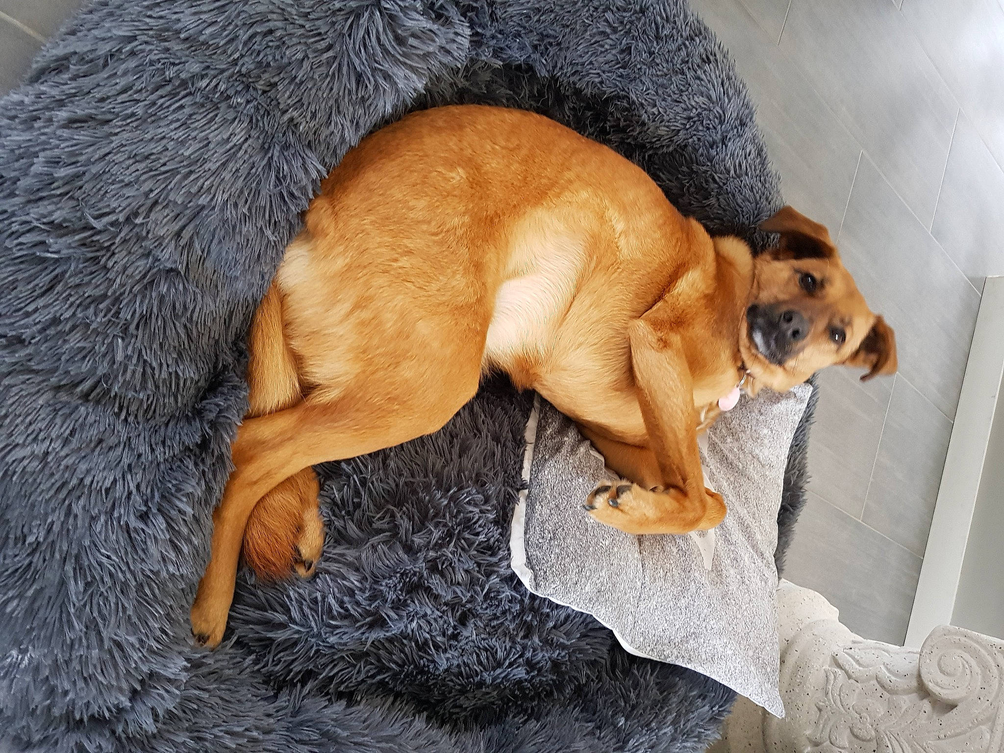 Wendy participe au concours pour gagner de l'argent avec cette photo : canidae, carnivore, companion_dog, dog, dog_breed, fawn, mammal, paw, puppy, street_dog, tail