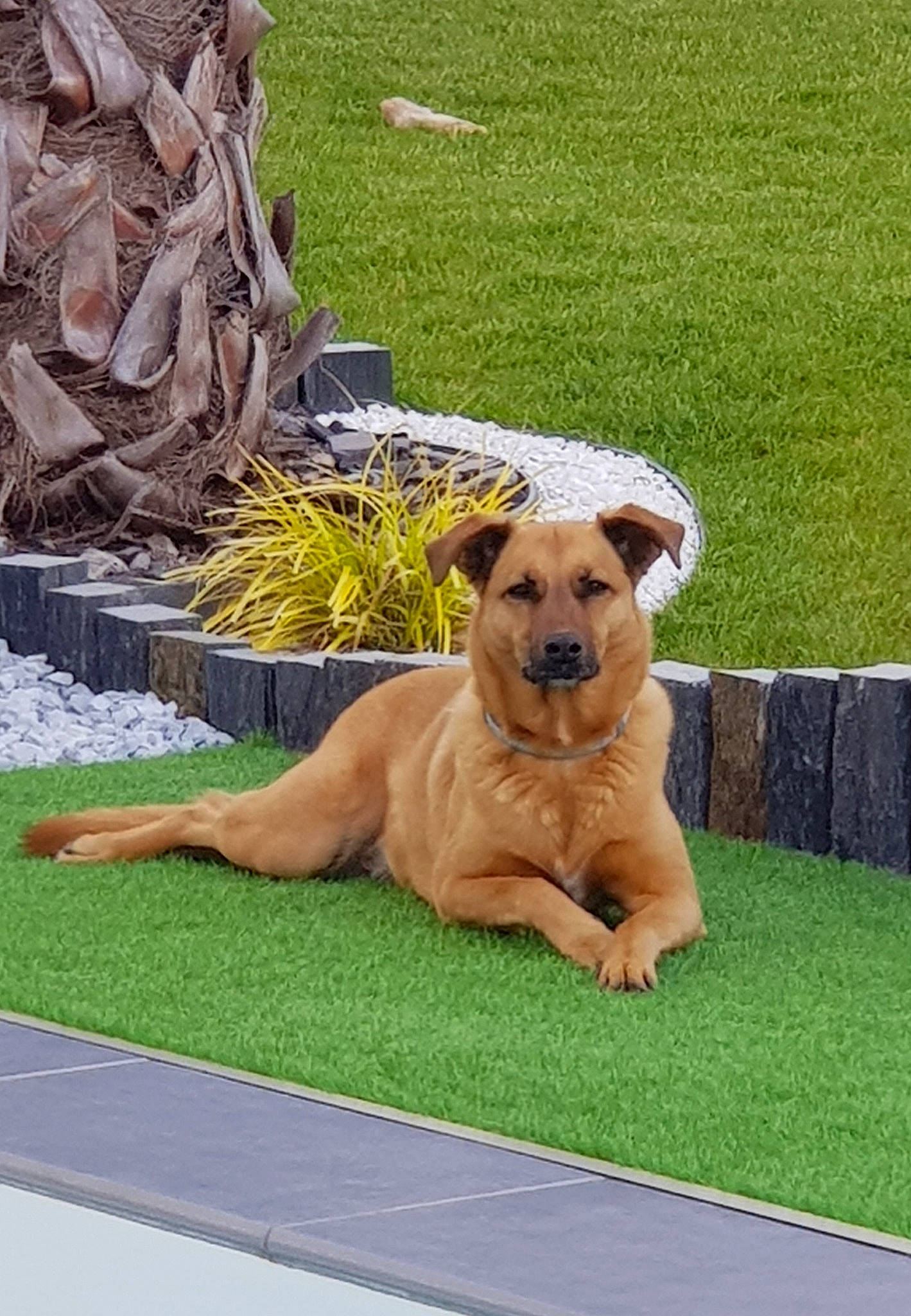 Wendy participe au concours pour gagner de l'argent avec cette photo : canidae, carnivore, companion_dog, dog, dog_breed, fawn, grass, lawn, plant