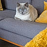 cat, blue_eyes, gray_couch, yellow_cushion, yellow_blanket, fluffy_cat, indoor, pet, animal, cozy, furniture, living_room, resting, sitting, domestic_cat, cute, soft_texture, relaxed, home, comfort