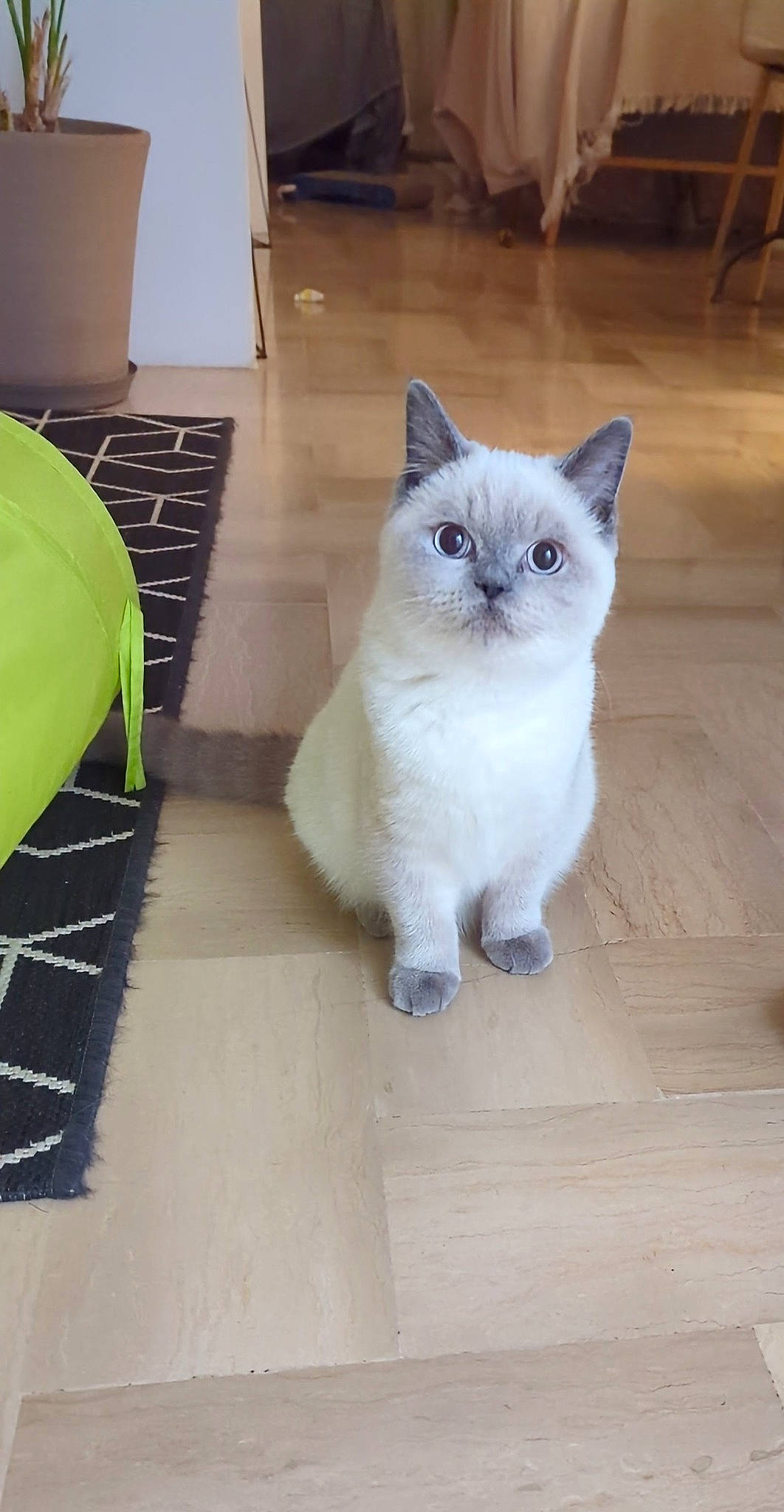 Timmy a rejoint le concours — aidez-le/la à gagner de superbes lots ! carnivore, cat, chair, domestic_short_haired_cat, fawn, felidae, flooring, fur, hardwood, paw, sitting, small_to_medium_sized_cats, snout, tail, terrestrial_animal, whiskers, wood