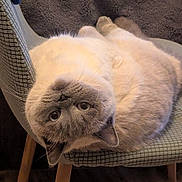 Timmy participe au concours pour gagner de l'argent avec cette photo : cat, upside_down, chair, furniture, wooden_leg, indoor, cozy, blanket, relaxed, pet, fur, whiskers, floor, domestic_animal, cute, animal, mammal, resting, head_tilt, expression