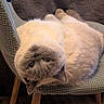 Timmy participe au concours pour gagner de l'argent avec cette photo : cat, upside_down, chair, furniture, wooden_leg, indoor, cozy, blanket, relaxed, pet, fur, whiskers, floor, domestic_animal, cute, animal, mammal, resting, head_tilt, expression