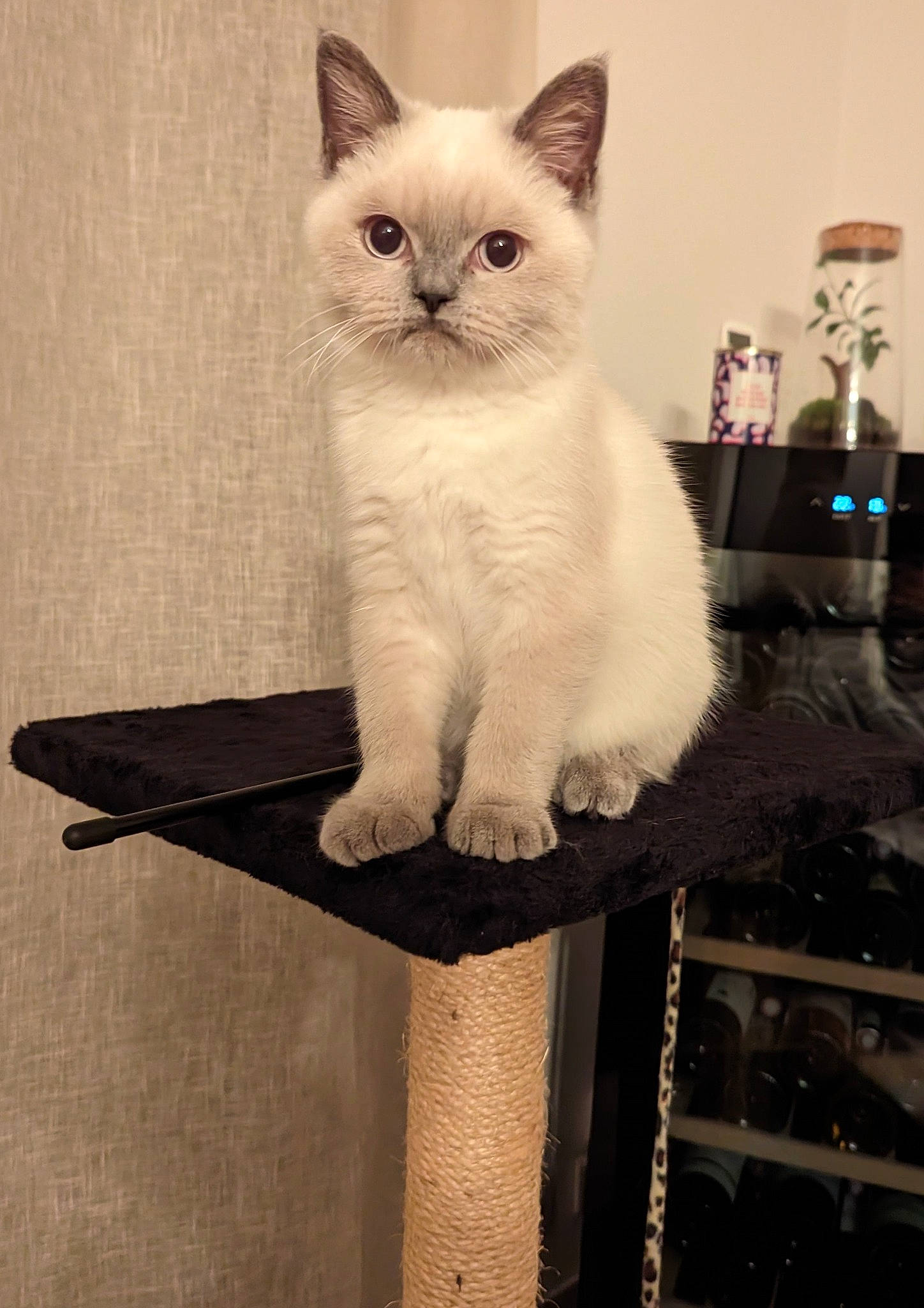 Timmy participe au concours pour gagner de l'argent avec cette photo : box, carnivore, cat, domestic_short_haired_cat, fawn, felidae, fur, lamp, paw, rectangle, sitting, small_to_medium_sized_cats, snout, tail, whiskers