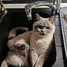Timmy participe au concours pour gagner de l'argent avec cette photo : cat, sink, kitchen, faucet, tile, pattern, paw, fur, animal, pet, relaxed, indoor, gray, white, cute, domestic, household, resting, cozy, curious