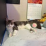 cat, kitten, fluffy, gray_and_white, long_hair, lying_down, relaxed, pet, animal, feline, desk, computer, monitor, calendar, stuffed_animal, plush_toy, pillow, indoor, home, office