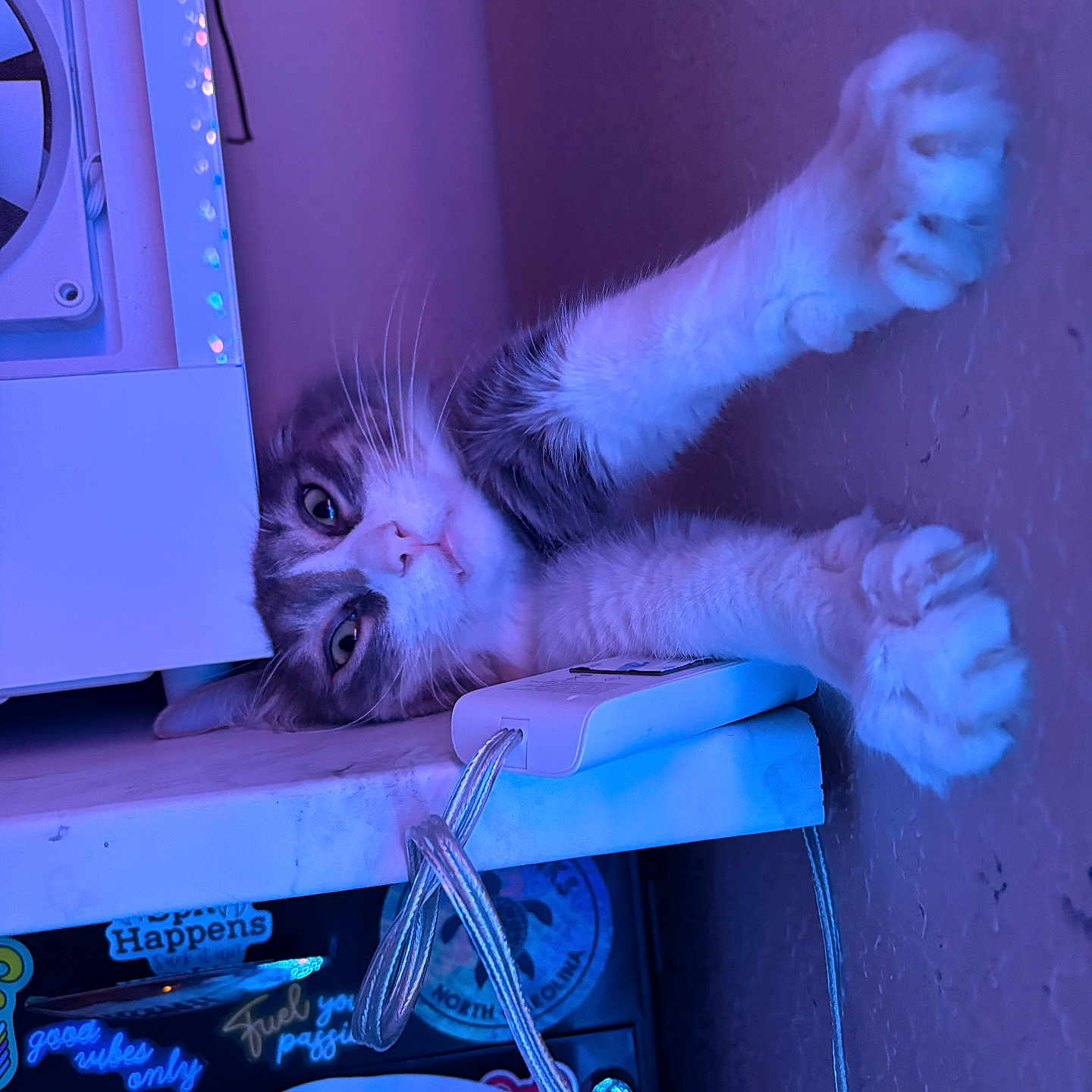 Chips is registered to the contest to win money with this photo: cat, feline, fluffy, long_hair, white_and_gray, pet, animal, upside_down, lying_down, paw, whiskers, eyes, indoors, blue_lighting, purple_lighting, electronic_equipment, stickers, cables, close_up, playful