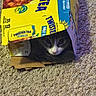 cat, black_and_white_cat, animal, pet, face, eyes, nose, whiskers, fur, cardboard_box, packaging, twisted_tea, beverage_box, carpet, indoor, cozy, hiding, peeking, funny, portrait