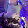 Chips joined the competition — help win amazing prizes! cat, cats, tabby, white_cat, sleeping, resting, cozy, plush_blanket, gaming_chair, fairy_lights, blue_lights, pastel, bedroom, indoor, pet, fur, striped_fur, relaxed, stuffed_animal, decor
