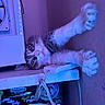 Chips is registered to the contest to win money with this photo: cat, pet, feline, fluffy, long_hair, white_and_gray, lying_down, upside_down, playful, relaxed, paws, whiskers, eyes, indoor, desk, shelf, stickers, purple_lighting, blue_lighting, portrait