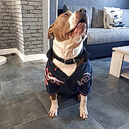 Iron a rejoint le concours — aidez-le/la à gagner de superbes lots ! dog, indoor, floor, tile, clothing, sitting, looking_up, collar, living_room, sofa, pillow, wall, brick_wall, table, pet, curious, brown_and_white, canine, casual, home