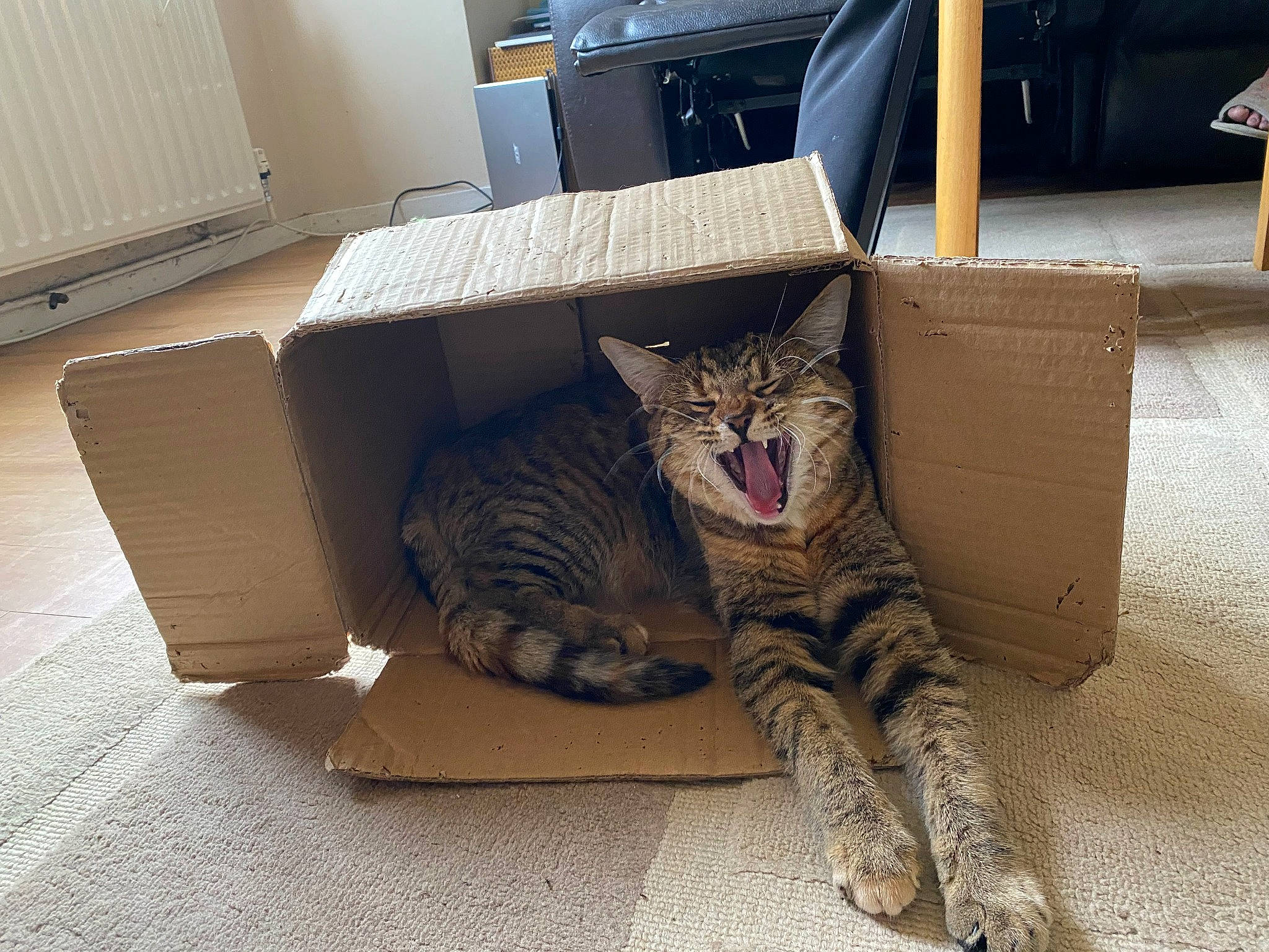 Jasmin is registered to the contest to win money with this photo: box, cabinetry, cardboard, carnivore, cat, comfort, domestic_short_haired_cat, felidae, floor, flooring, fur, grey, hardwood, room, shipping_box, small_to_medium_sized_cats, tail, terrestrial_animal, whiskers, wood