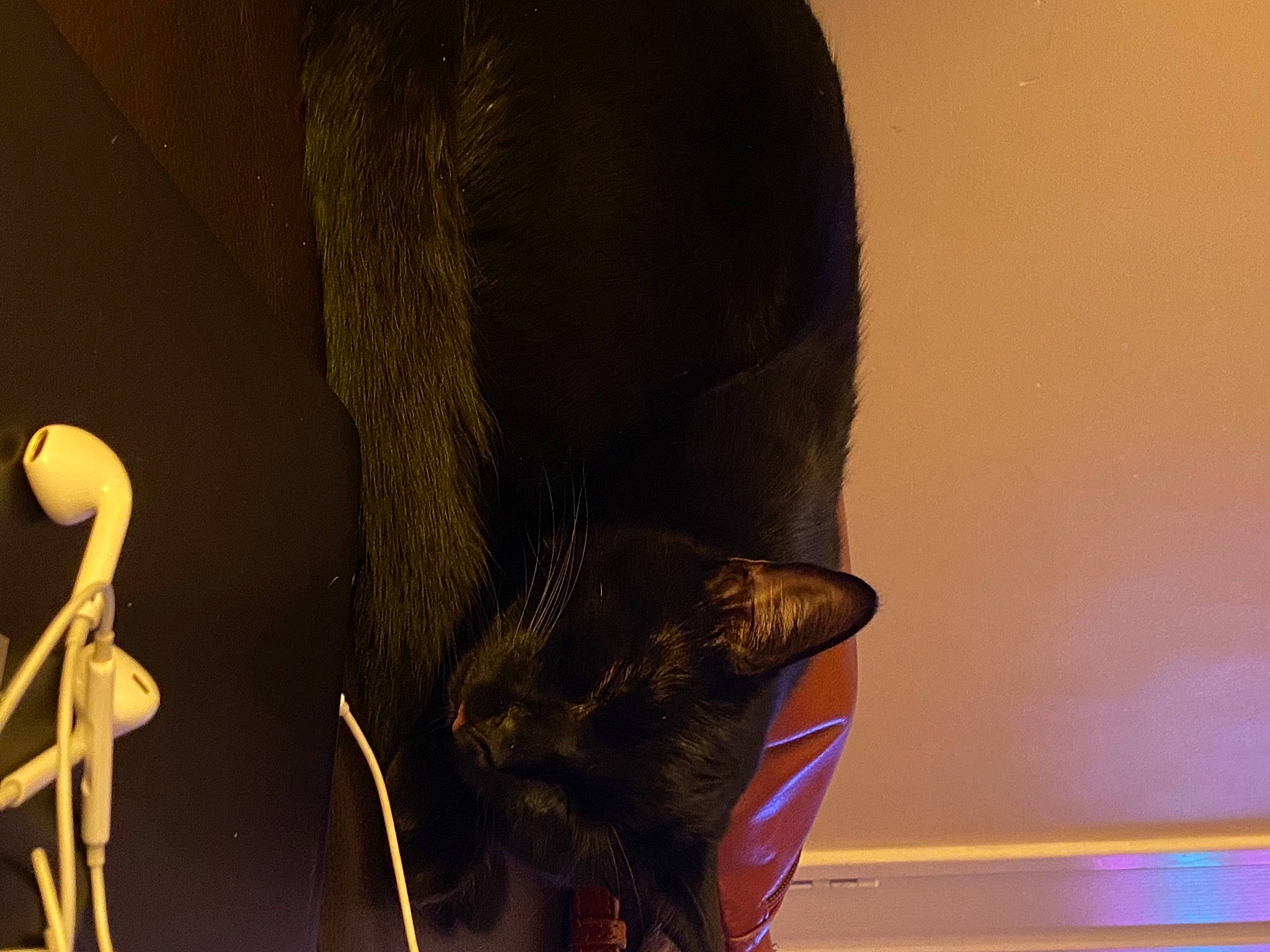 Dexter is registered to the contest to win money with this photo: art, bat, cat, event, fawn, felidae, foot, fur, headgear, human_body, human_leg, leg, shoe, small_to_medium_sized_cats, tail, thigh, tints_and_shades, visual_arts, whiskers, wood