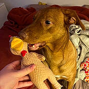 Agua Da Costa participe au concours pour gagner de l'argent avec cette photo : animal, bed, bite, blanket, brown_dog, chewed_toy, cozy, dog, ears, fur, hand, human_hand, indoor, pet, playful, rubber_chicken, snout, soft_lighting, teeth, toy