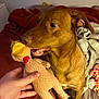 animal, bed, bite, blanket, brown_dog, chewed_toy, cozy, dog, ears, fur, hand, human_hand, indoor, pet, playful, rubber_chicken, snout, soft_lighting, teeth, toy