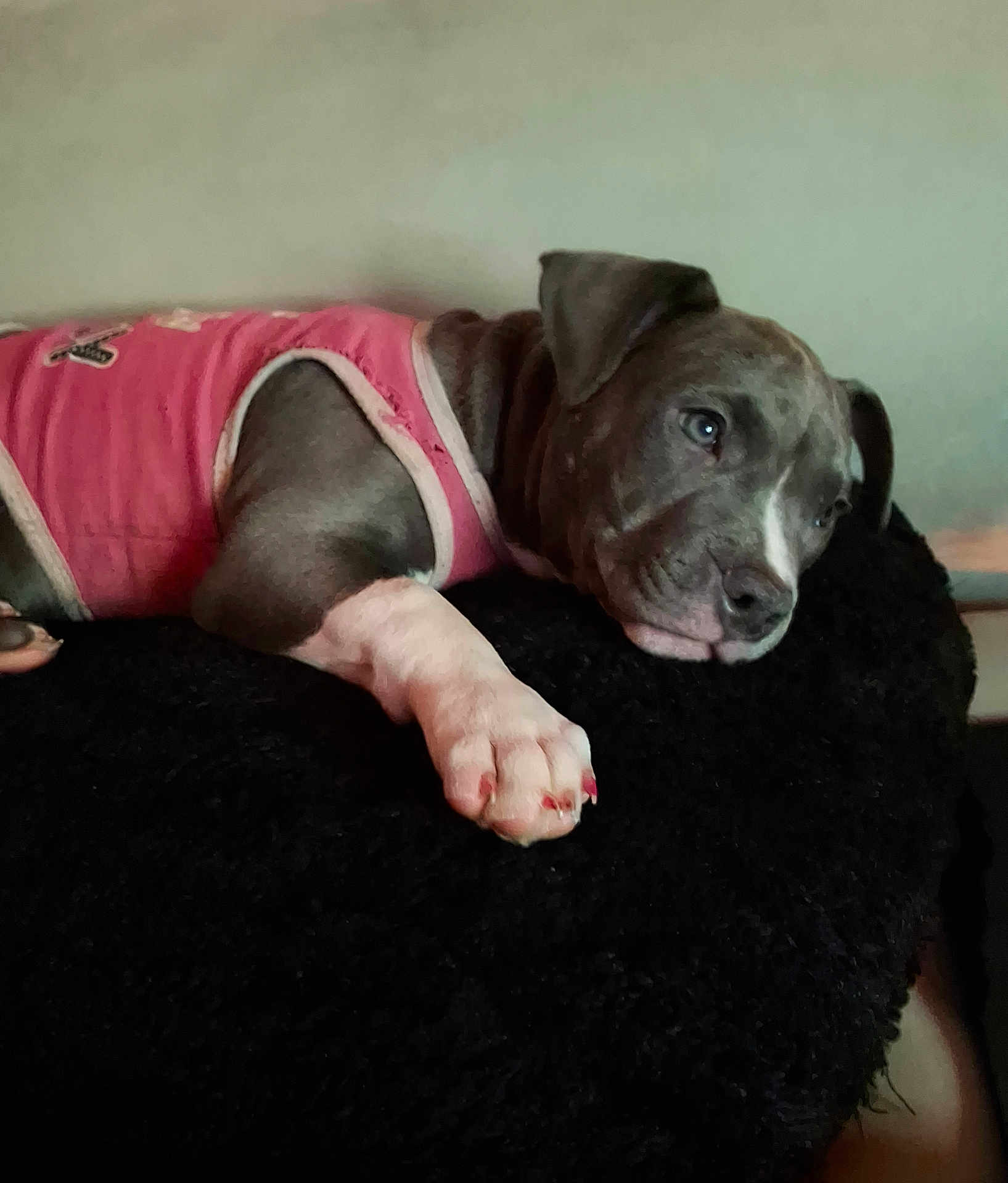 Baby Girl joined the competition — help win amazing prizes! dog, puppy, pink_shirt, resting, black_cushion, indoor, pet, animal, cute, paw, fur, ears, relaxed, closeup, portrait, cozy, sleepy, domestic, companion, mammal