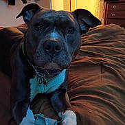 Babygirl is registered to the contest to win money with this photo: dog, pit_bull, black_dog, white_chest, white_paws, short_hair, floppy_ears, collar, chain_collar, bed, bedroom, indoors, portrait, pet, sitting, looking_at_camera, warm_lighting, rumpled_bedding, nighttime, date_stamp