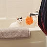 Oakley joined the competition — help win amazing prizes! cat, bathtub, bathroom, towel, faucet, bath_sponge, white_cat, black_markings, pet, indoor, clean, curious, animal, domestic, relaxed, fixture, tile, household, sink_area, hygiene